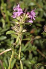 Thymus alpestris (Čelak.) Tausch ex A.Kern. ?<br/>Munții Parâng, Rânca, 4 Sep 2011 © Adrian Schlesinger - public domain (<a href=https://creativecommons.org/publicdomain/zero/1.0/ target=_blank>CC0 1.0</a>)